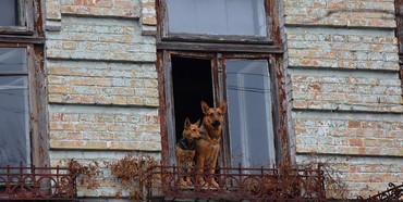 Безпритульні собаки захопили будинок в Рівному