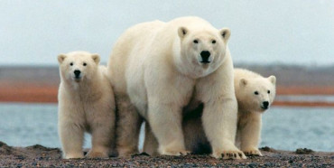 Зміна клімату: білі ведмеді можуть зникнути до кінця століття, – вчені