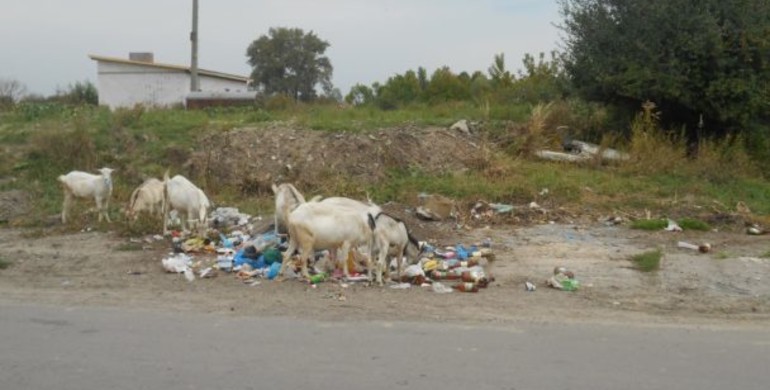 На Рівненщині селищна рада "провокує" стихійні сміттєзвалища