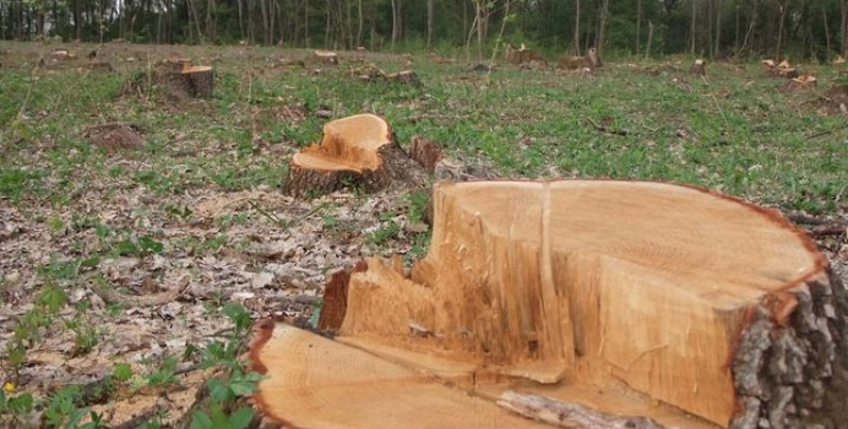Чоловік сплатить понад 100 тис грн збитків за самовільну порубку дерев