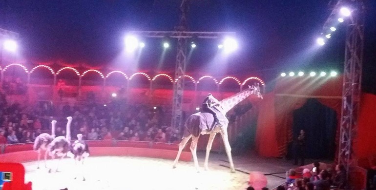 Гастролі цирку "Кобзов" у Рівному закінчились смертю жирафи