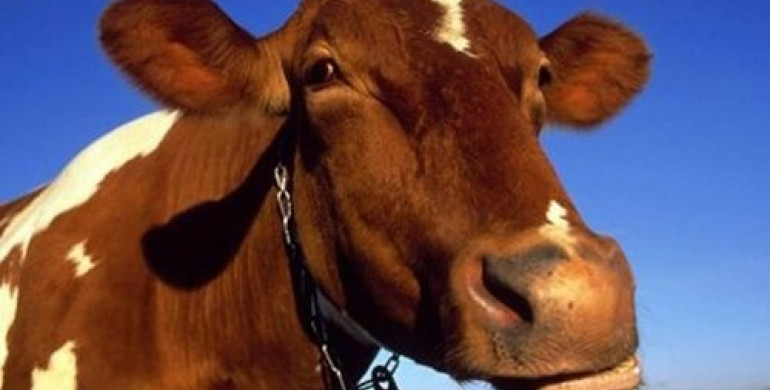 Власникам корів на Рівненщині відшкодовують кошти за придбані доїльні апарати