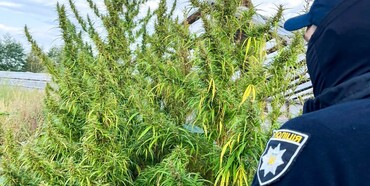 Житель Вараського району вирощував коноплю 