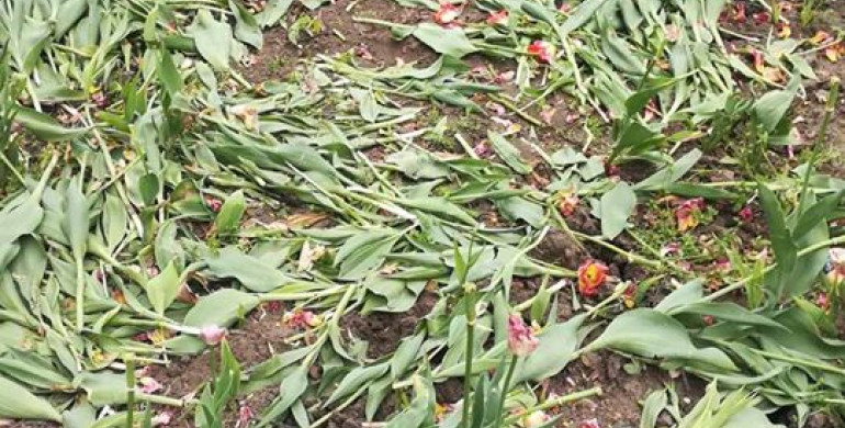 У Рівному знову понищили тюльпани (ФОТО)