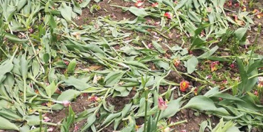 У Рівному знову понищили тюльпани (ФОТО)