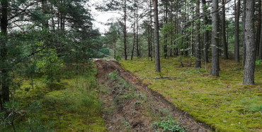 На Рівненщині тривають пошуки зниклої у лісі пенсіонерки (ФОТО)