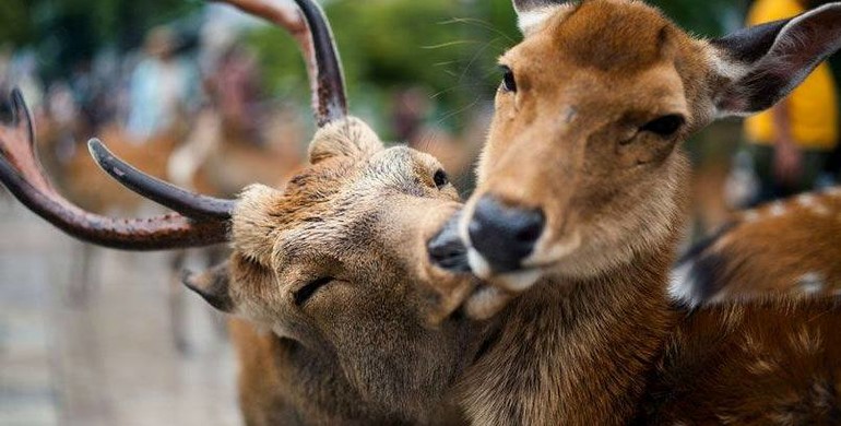 В Рівненських лісах оголосили "сезон тиші", щоб не псувати романтику для диких звірів