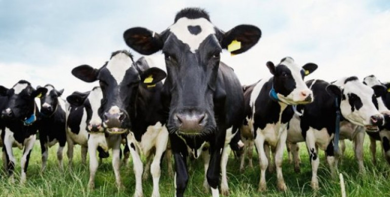 За утримання корів і телят на Рівненщині продовжують виплачувати гроші