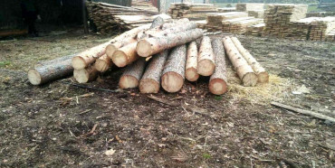 Біля Сарн продовжують розкрадати ліс (ФОТО)