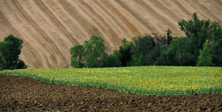 Відсьогодні в Україні запрацювала земельна реформа: що зміниться для мешканців Рівненщини