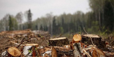 На Рівненщині судитимуть лісника, котрий за хабарі дозволяв вивозити деревину з лісгоспу