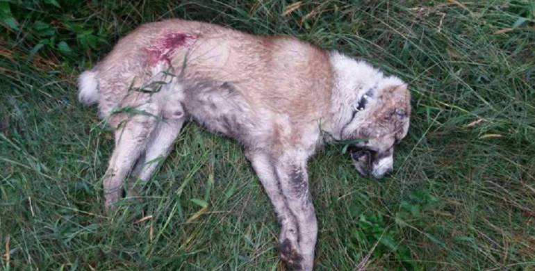 На Рівненщині застрелили скаженого собаку