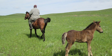 У Рівненському районі пенсіонер вкрав коня, щоб вивезти награбоване з будинку