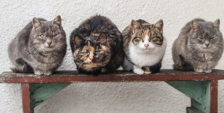 Хатинки для вуличних котів побудують волонтери в Острозі (ФОТО)