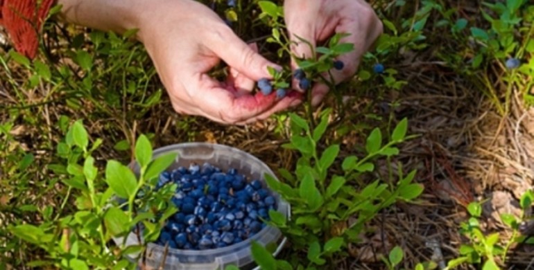 Які села на Рівненщині та коли зможуть збирати ягоди у Білорусі