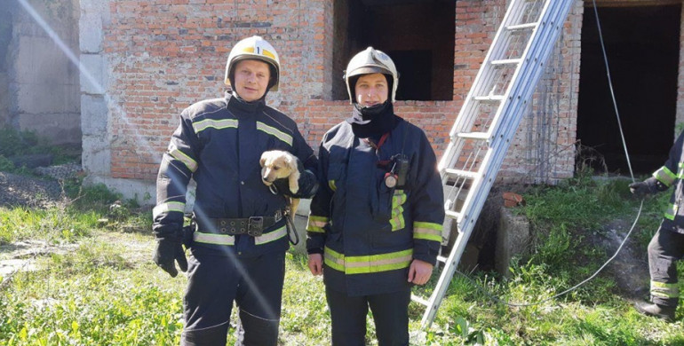 Рівненські рятувальники врятували цуценя (ФОТО)