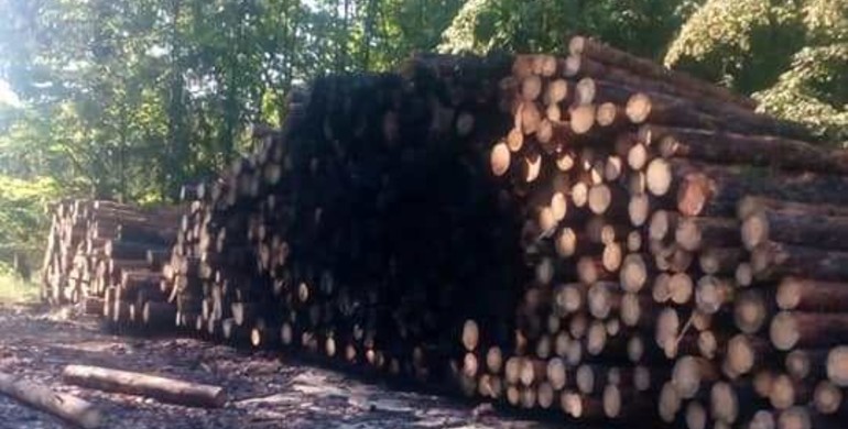 На Рівненщині невідомі підпалюють лісопродукцію