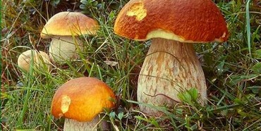 Жертви грибів - з початку року отруїлося троє рівнян 