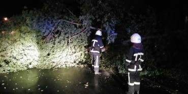 Вночі у Рівному величезне дерево впало на дорогу 