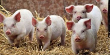 На Рівненщині знищили 36 хворих свиней