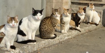 Рівне - рай для котів: депутати міськради пропонують захистити права котів та надати безперешкодний доступ до підвалів