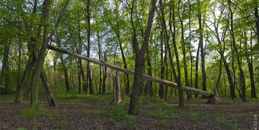 На Рівненщині лісокрад нарубав дубів на 20тис грн, але заплатить штраф лише 5 тис