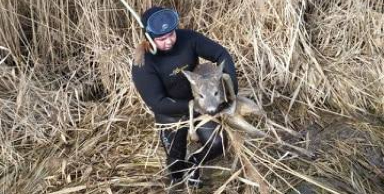 Операція "врятувати маленьку козулю" успішно пройшла на Рівненщині
