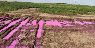 В полі біля Рівного з’явилися рожеві калюжі: в чому причина (ФОТО, ВІДЕО)