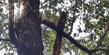 У Рівному рятувальники зняли пухнастого, який дві доби просидів на дереві (ФОТО)