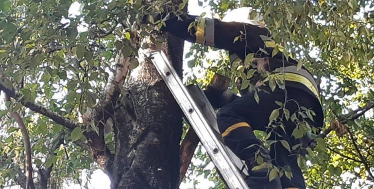 У Рівному рятувальники зняли пухнастого, який дві доби просидів на дереві (ФОТО)