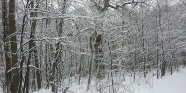 Жителька Рівненщини йшла всю ніч, щоб не замерзнути в лісі