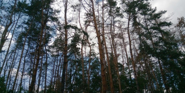 Через шкідників всихає близько сотні гектарів Рівненського лісу.
