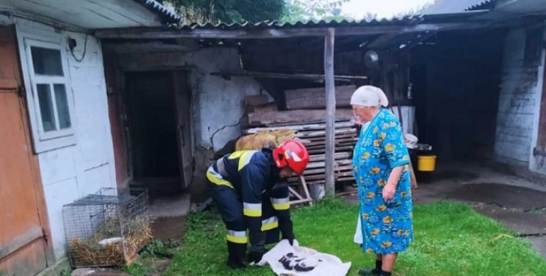 Лелеченят, яких здуло вітром, корецькі рятувальники повернули в гніздо