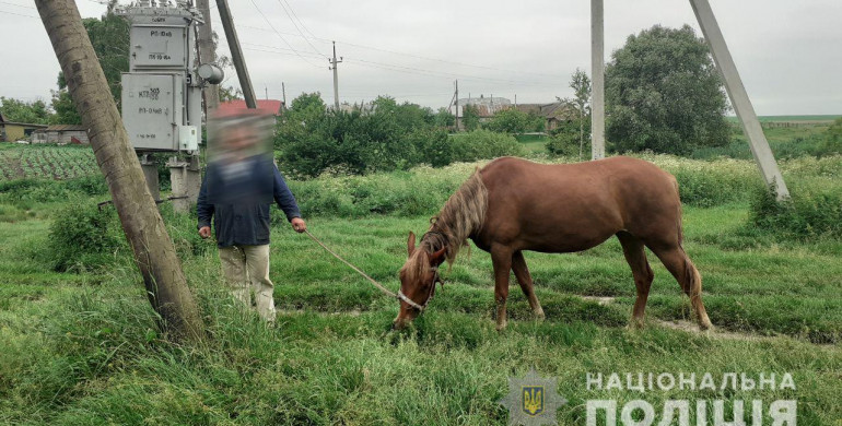 На Рівненщині чоловік вкрав коней – тепер може сісти на три роки (ФОТО)