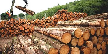 Рівненський ліс поповнив бюджет держави на  понад 38 млн. грн.