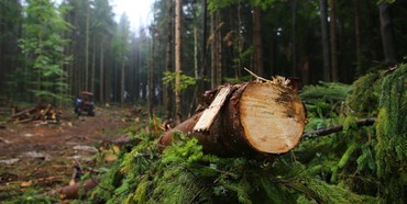 Депутати Рівненської облради підтримали звернення лісівників реформування лісового господарства