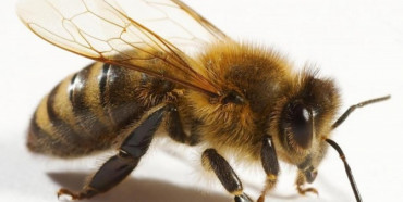 Укрпошта з 1 липня припиняє доставку бджіл