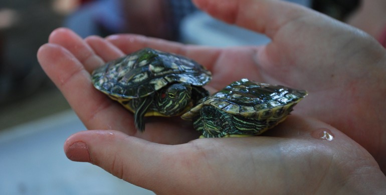 "Черепаха Аха-Аха, у траві сиділа їла": у Рівненському зоопарку рівняни милувались черепашками (Фото)