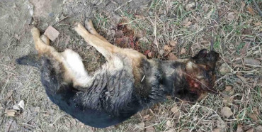 Рівненщина: за жорстоке вбивство собаки чоловік може сісти на три роки (ФОТО 18+)
