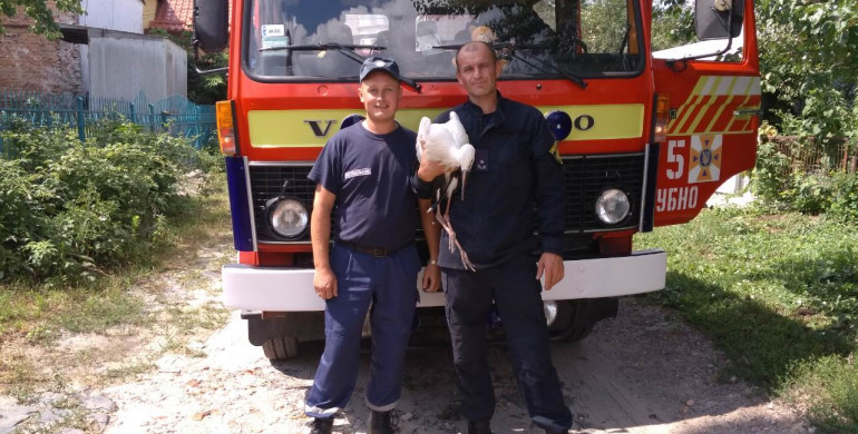 На Рівненщині рятувальники повернули до гнізда дитинча лелеки, що випало на землю (ФОТО)