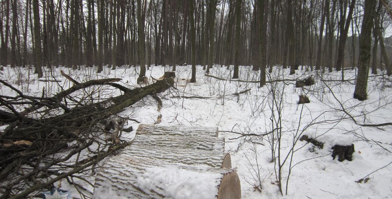Крадії лісу на Рівненщині попались "на гарячому" через глюк навігатора BMW 