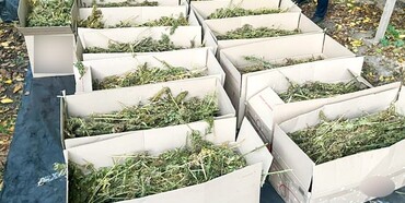 У двох рівнях було 180 кг травки: чоловіків затримали 