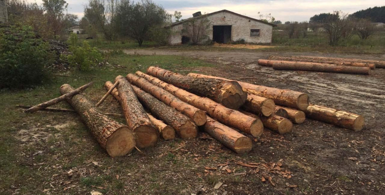 У Костопільському районі розкрадають ліс (ФОТО)