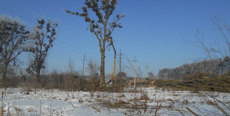 На Рівненщині енергетики активно ріжуть дерева, щоб ті не ламали "ліній"