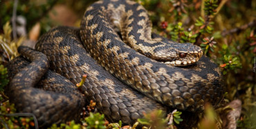 У Рівненському районі під час збирання ягід в лісі чоловіка вкусила змія