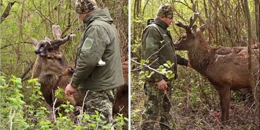 Травмованого оленя Бориса оглянуть фахівці із Києва