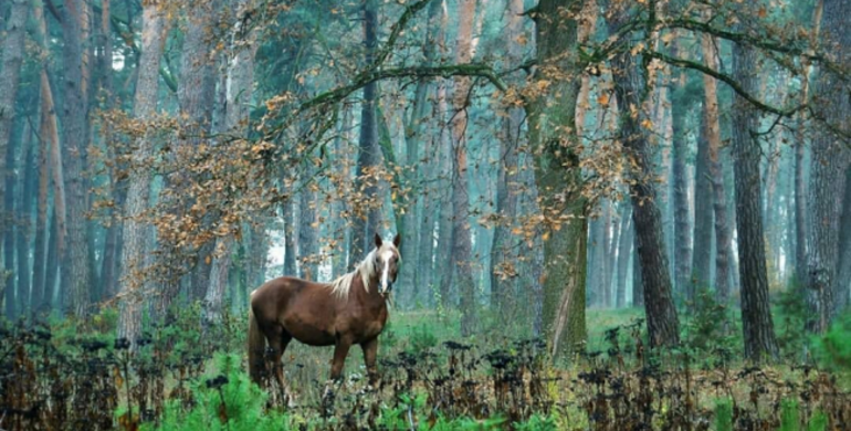 Рівненщина чарівна: кінь з села Козлин потрапив у National Geographic