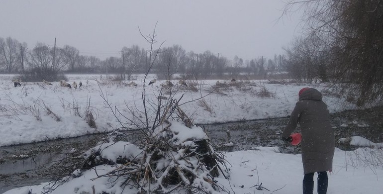 У полі на Рівненщині замерзають півсотні лелек