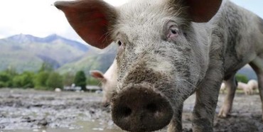 На Рівненщині удушилося близько дев'яти сотень свиней