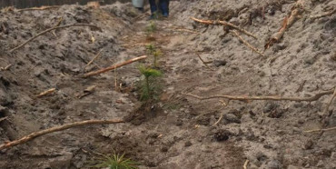 У Міжнародний день лісів на Рівненщині висадили нові дерева (ФОТО) 